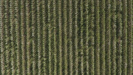 toma superior de un dron - toma aérea de una flor de manzana blanca y soleada en un campo grande 30p