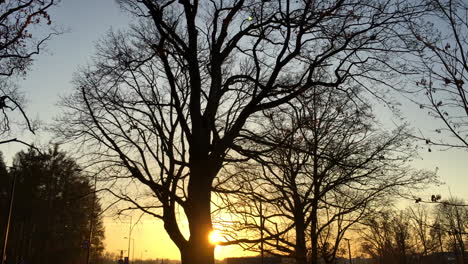 árbol al atardecer belleza