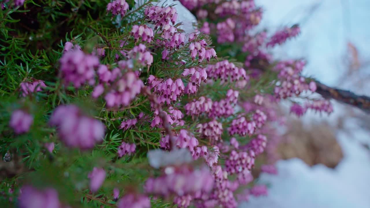flores de brezo en flor con manchas de nieve, foco poco profundo