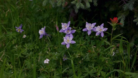 Staat-Colorado,-Einheimische-Pflanzen,-Wildblumen,-Akelei,-Natur,-Indian-Paintbrush,-Needle-Creek-Trail,-Chicago-Basin,-Silverton,-Colorado,-Rocky-Mountains,-Camping,-Rucksackreisen,-Wandern,-Wiesen,-Wälder,-Feuchtgebiete,-Wind