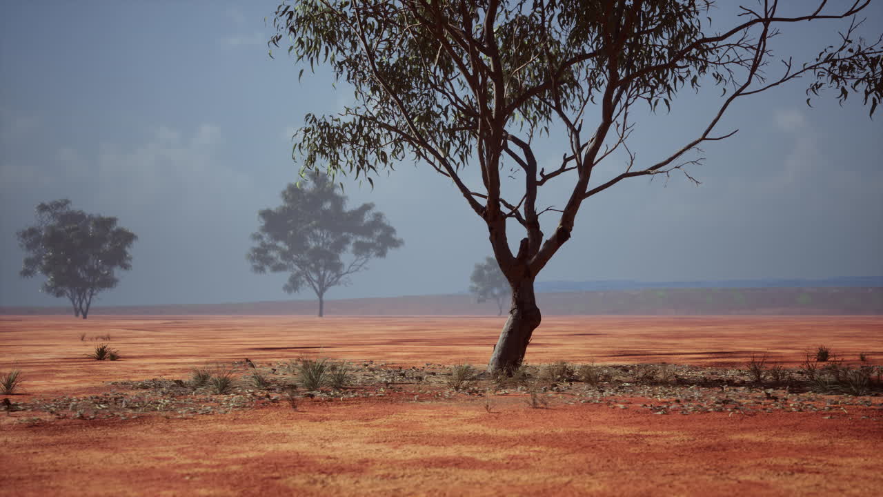 paisaje desértico con árboles