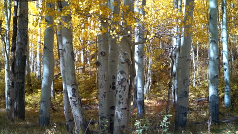 Golden-yellow-dense-Aspen-tree-national-forest-grove-wilderness-fall-autumn-sunny-wind-leaves-falling-Telluride-Crested-Butte-Vail-Kebler-Pass-Ashcroft-Snowmass-Colorado-shade-drone-slide-left-slowly