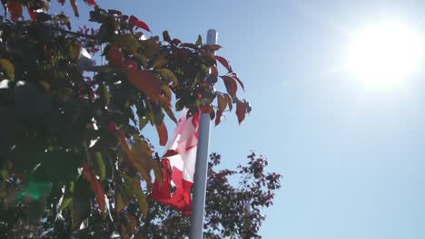 close up shot of canadian flags