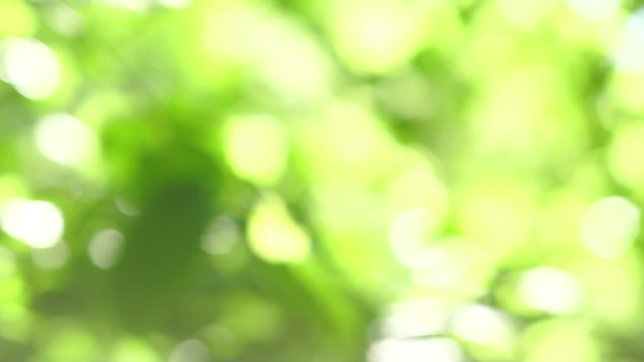 hermosa textura borrosa de hojas