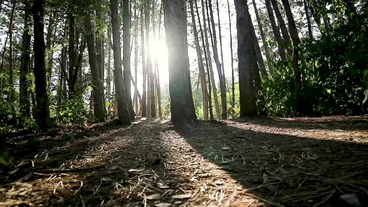 bosque mágico soleado en rayos de sol