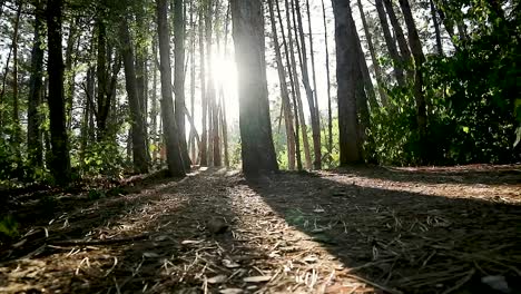 Sunny-magical-forest-in-rays-of-sun