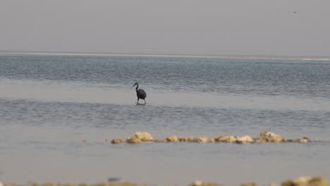 a blue heron bird searching for fish in water