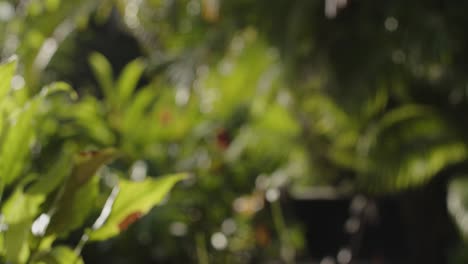 Jungle-tropical-vibrant-vegetation-bokeh-shot