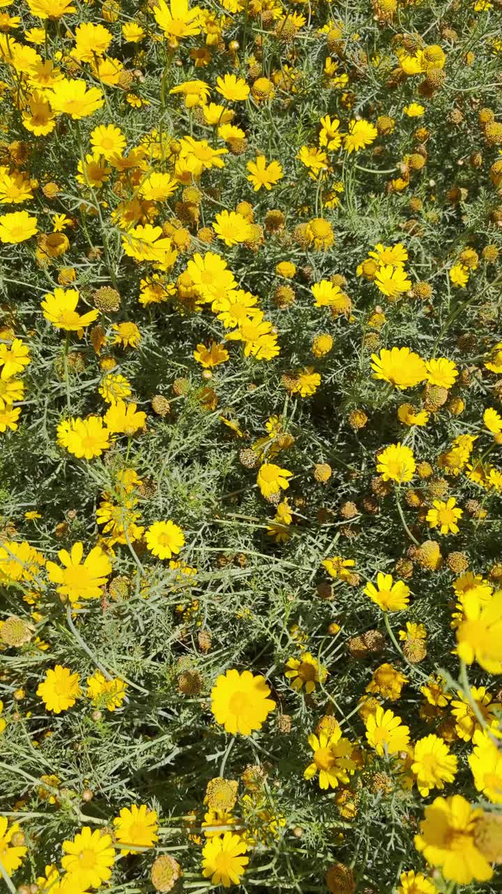 Reel POV UGC: campo vibrante di piccoli fiori gialli simili a margherite che sbocciano in abbondanza. Fogliame verde lussureggiante, dorato e piumoso in un prato naturale. Un mare di cladanthus arabicus o margherite di Palm Springs