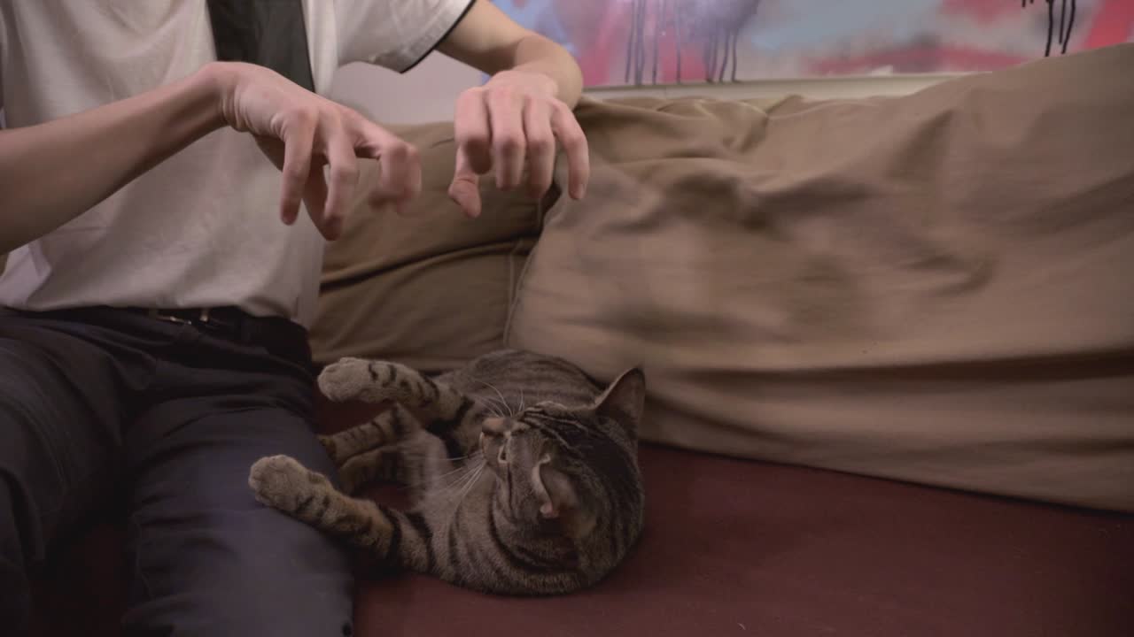 Mani di un uomo che giocano e stuzzicano il gatto tigrato sdraiato sul divano