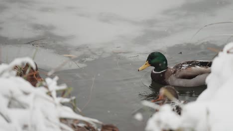 amidst falling snow, ducks navigate through icy slush on a freezing pond, surrounded by withered grass on the banks