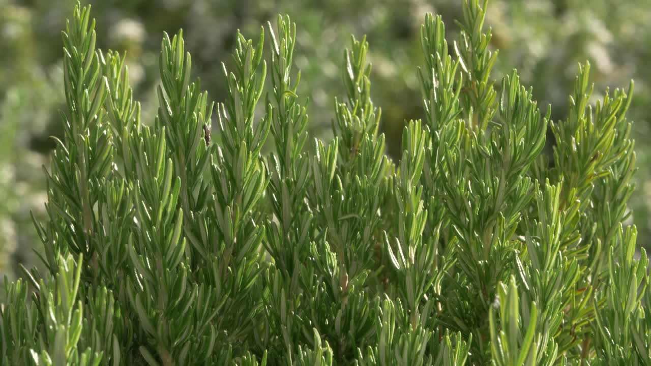 로즈마리 덤불에 오르는 작은 개미