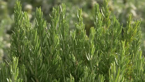 Small-ant-climbing-on-a-rosemary-bush