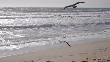 Seagull-flying-before-Sunset-in-Santa-Monica-Beach,-LA,-CA