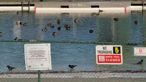 ducks swimming in a public pool with warning signs, vancouver, daylight, urban wildlife