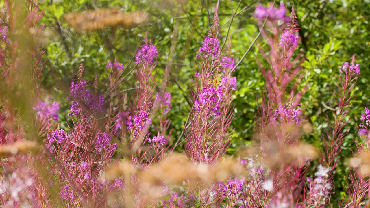 Bee moves among vibrant fireweed blossoms, sunlit, shallow focus, gentle handheld camera movement