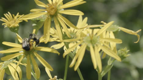 slow motion of bees harvesting pollen on yellow flowers in a garden