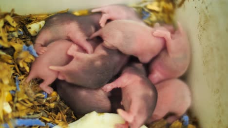 cute baby hamsters cuddling together