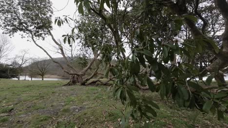 Twisted-tree-trunks-laid-on-the-ground-but-alive-and-growing