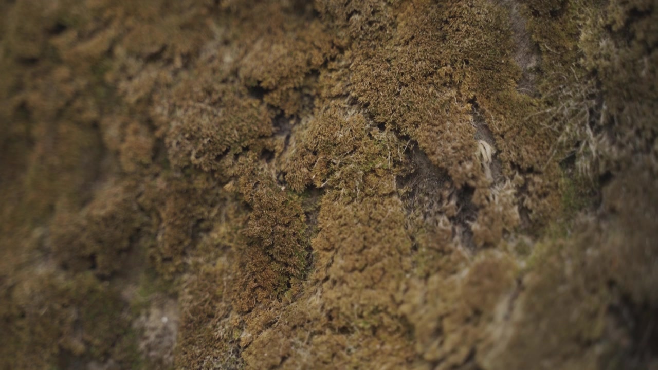 Due to rainfall in the hilly regions, moss has accumulated on the stones over a long period.