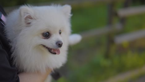 Besitzer,-Der-Süßen-Pommerschen-Hund-Im-Park-Trägt---Nahaufnahme