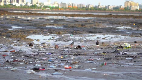two pigeons are walkingf or food on the mahim beach in wide view