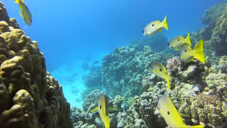 Gelbe-Fische,-Die-Das-Tropische-Korallenriff-Für-Das-Blaue-Wasser-Verlassen