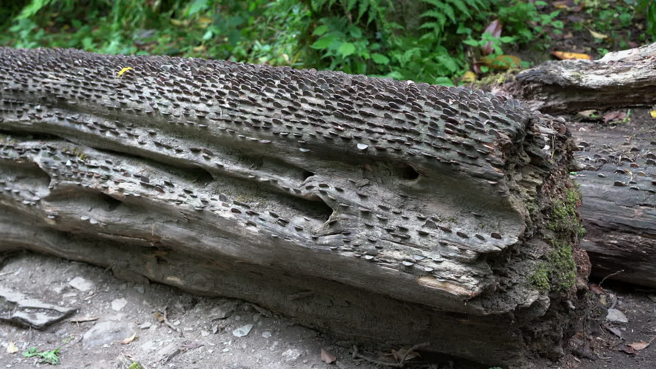 모든 크기와 국가의 오래되고 새로운 동전은 북부 콘월의 tintagel 근처의 st nectan's glen에 있는 쓰러진 소원 나무에 박혀 있습니다.