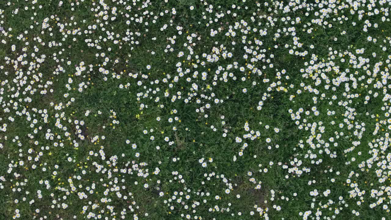 위쪽을 바라보는 드론과 함께 날아가는 비행, 그리고 다른 꽃과 여있는 matricaria recutita 카모 꽃으로 가득 찬 초원에서 회전합니다.