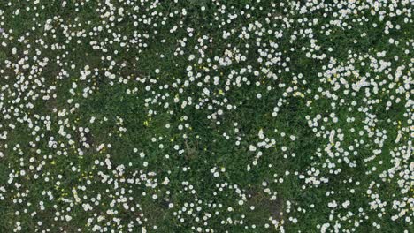 rising-flight-with-a-drone-with-an-overhead-view-and-with-turns-in-a-meadow-full-of-Matricaria-recutita-chamomile-flowers-mixed-with-other-flowers-and-with-a-green-grass-background