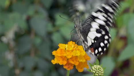 Schwarzer-Schmetterlingsbestäuber-Mit-Weißen-Punkten,-Der-Pollen-Von-Orangenblüten-Sammelt---Nahaufnahme-In-Prores-4k---Nach-Der-Arbeit-Wegfliegen