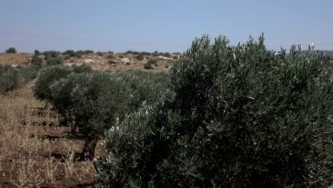 filas de olivos y cielo despejado en israel
