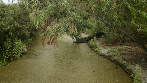 A tranquil river scene with lush vegetation