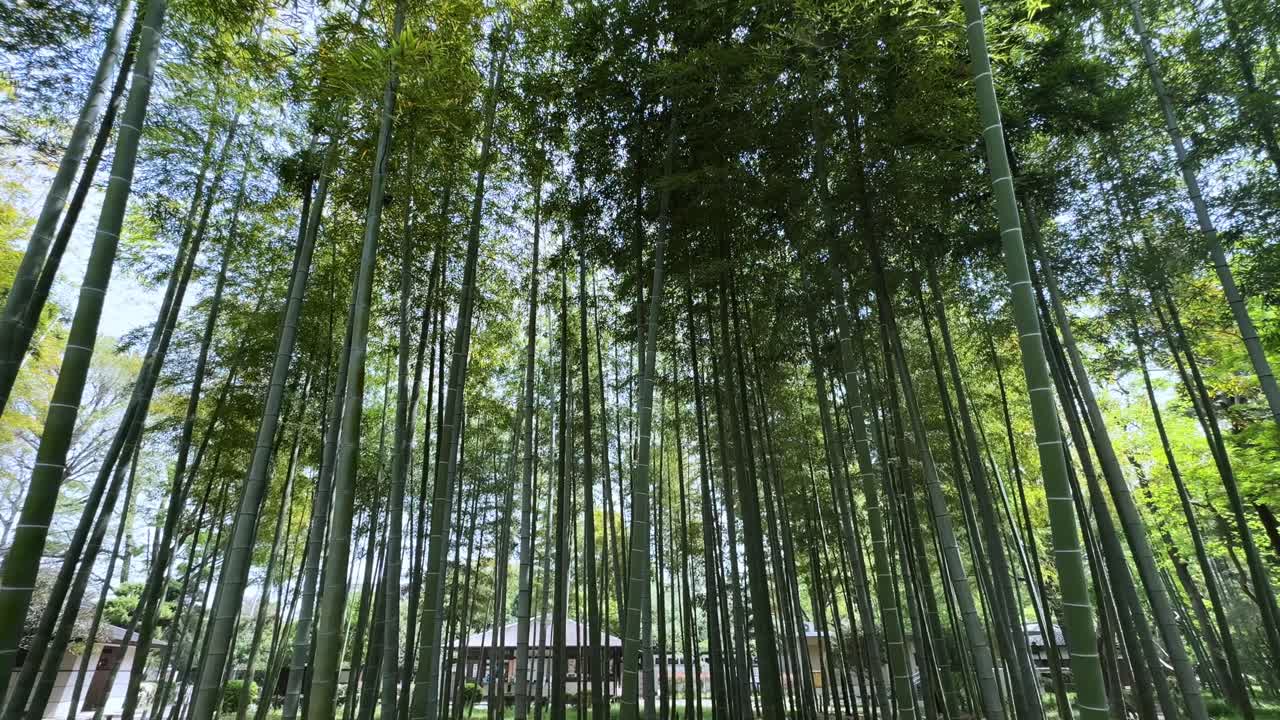 Bamboo forest in Roka Kosyuen Park, Tokyo, Japan, tall bamboo trees reaching up