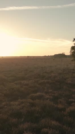 sunrise or sunset over a moorland field