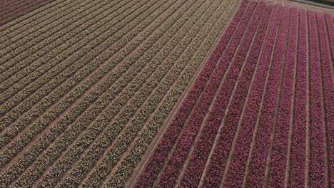 Von-Oben-Nach-Unten-Und-Mit-Einer-Drohne-Aufgenommenes-Weitwinkelbild-Eines-Feldes-Mit-Hyazinthen,-Rosa-Und-Weiß