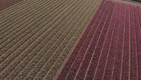 de arriba hacia abajo a un avión no tripulado de tiro amplio de campo de jacintos, rosa y blanco