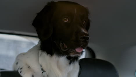 a very curious and happy brown and white dutch stabyhoun stabij breed dog is standing on the seat in the trunk looking towards the driver questions where we are going in wonder on a car roadtrip