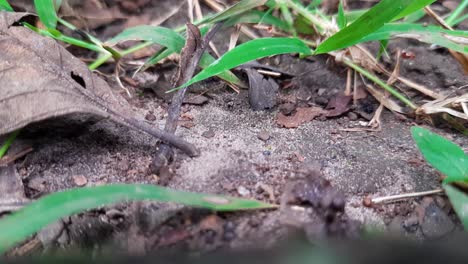 close up of wild black ants carrying food to their habitat