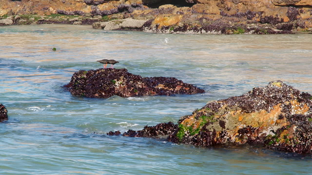 African Black Oystercatchers foraging on coastal rocks covered in black mussels