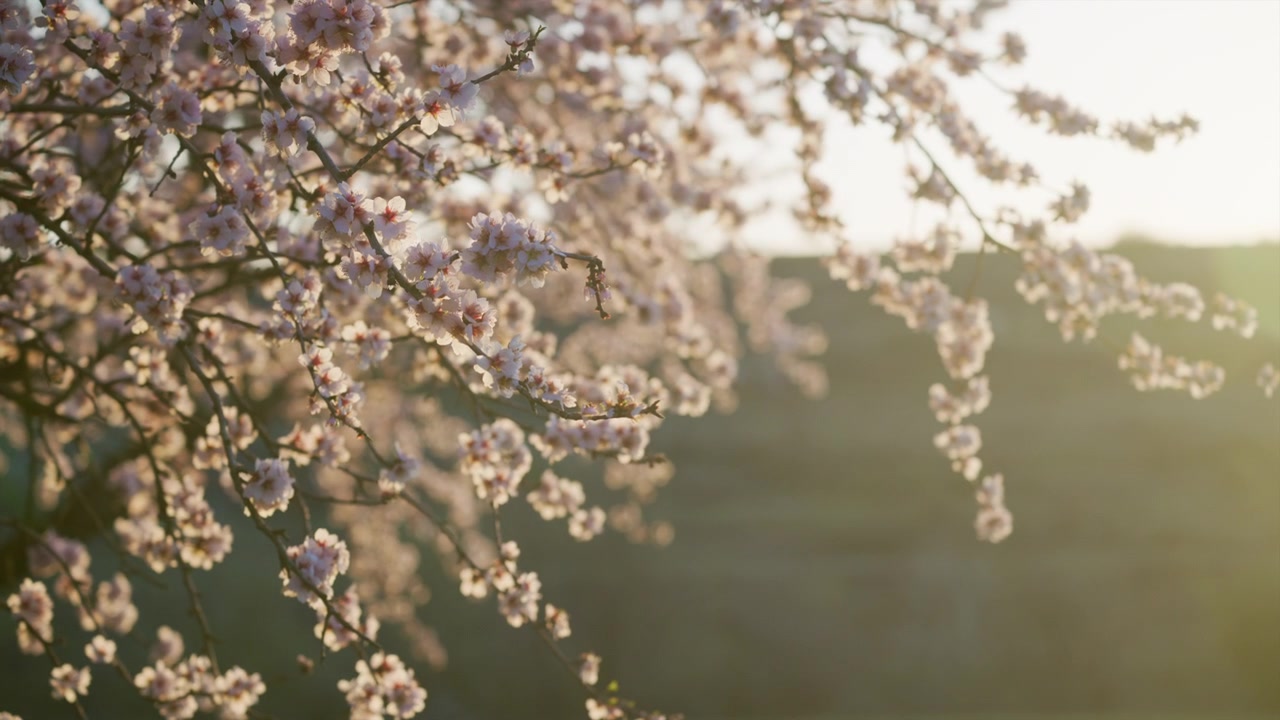 Almond trees are blooming with delicate pink blossoms in an agricultural orchard. Sunrise light