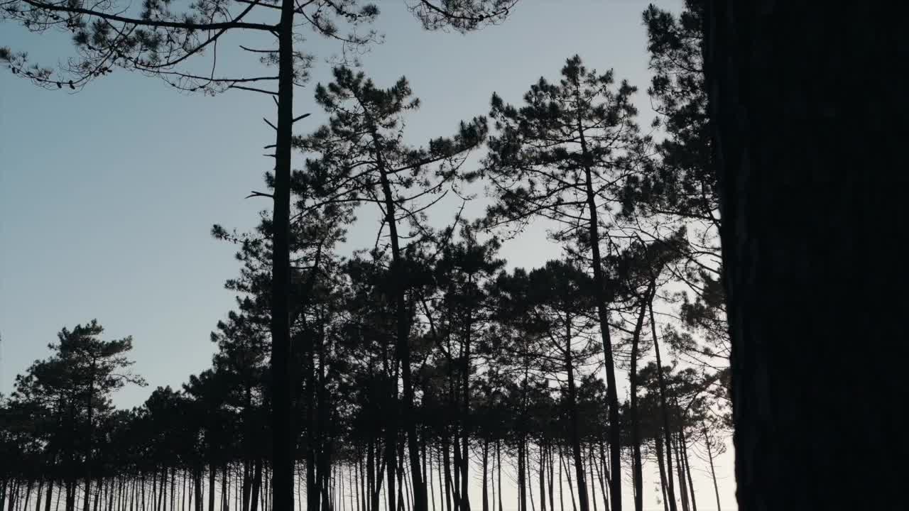 tall pine trees in calm forest setting backlit by soft evening sun