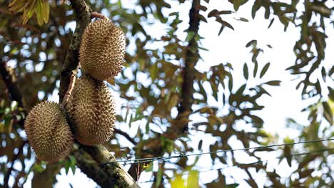 Imágenes-De-Primer-Plano-De-La-Cosecha-Durian-Dorada-Y-Hermosa,-El-Rey-De-La-Fruta