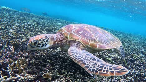 Nahaufnahme-Einer-Grünen-Meeresschildkröte,-Die-Unter-Dem-Tropischen-Blauen-Meer-Schwimmt