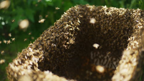 close-up of thousands of working bees in open hive