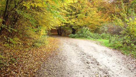 Camino-De-Tierra-A-Través-Del-Bosque-De-Color-De-Hojas-De-Otoño-Durante-La-Temporada-De-Otoño-En-El-Bosque-De-Hoia,-Cluj-napoca