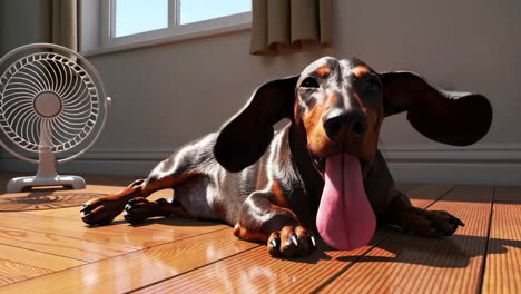 dachshund relaxing in front of a fan