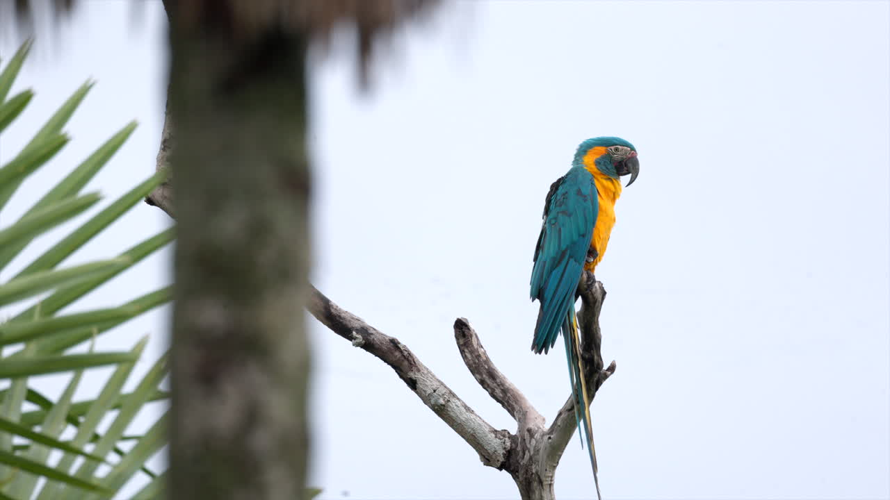 Single Endangered Tropical rainforest Blue-throated Macaw parrot wild bird perched