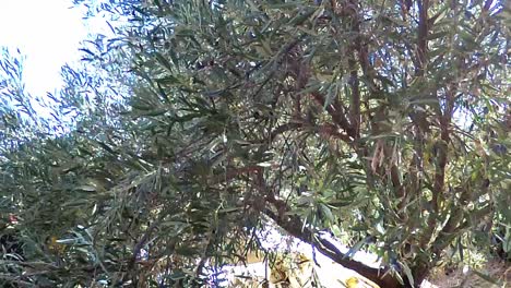 aceitunas cosechadas en el mediterráneo para la producción de aceite de oliva, limassol, chipre