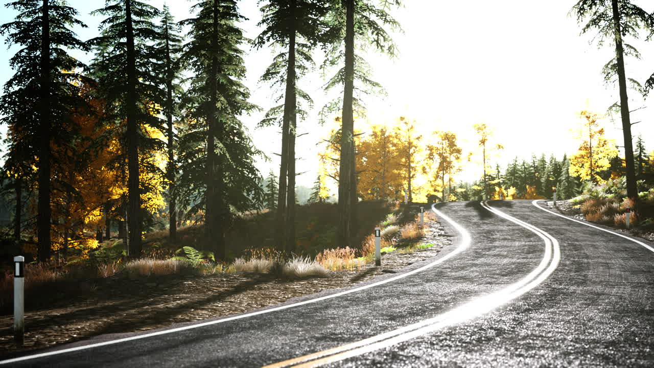 camino del bosque bajo los rayos del sol al atardecer